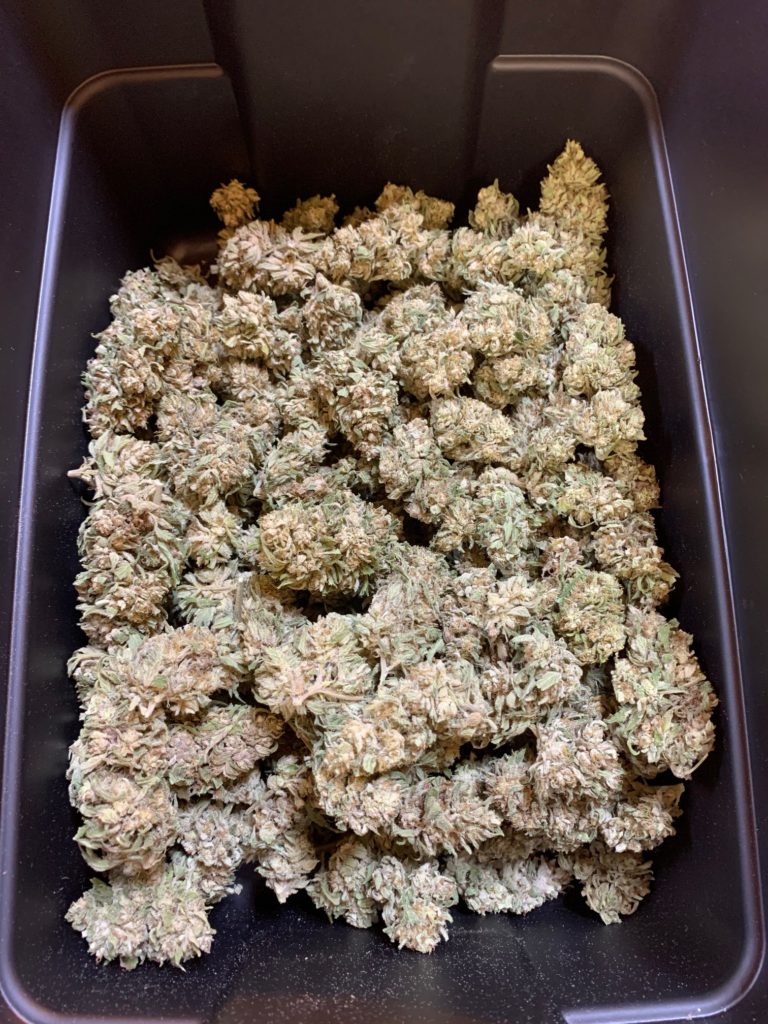 image of cannabis-hemp strain
